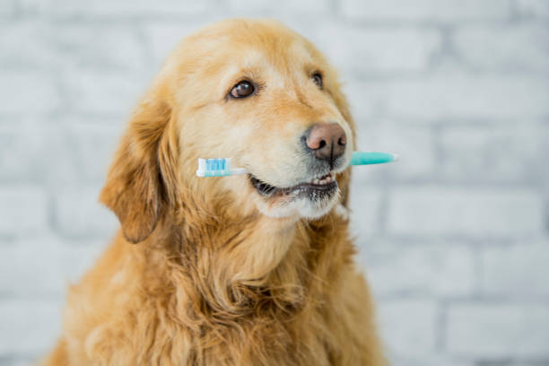 Pet Dental Care at Home
