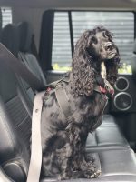 Travelling Tips for Dog Owners