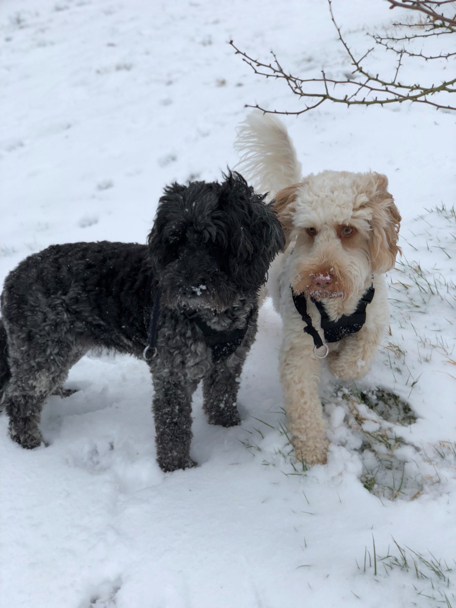 Winter Tips for Pet Owners