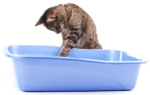 Litter trays – the dos, don’ts and whys.