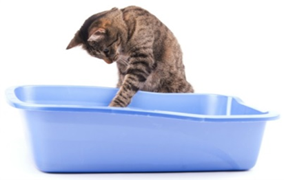 Litter trays – the dos, don’ts and whys.