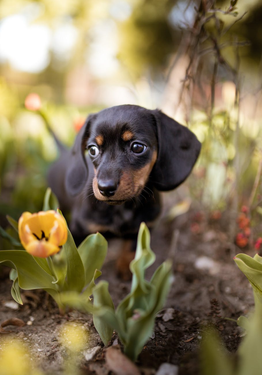 Garden Toxins for Pets