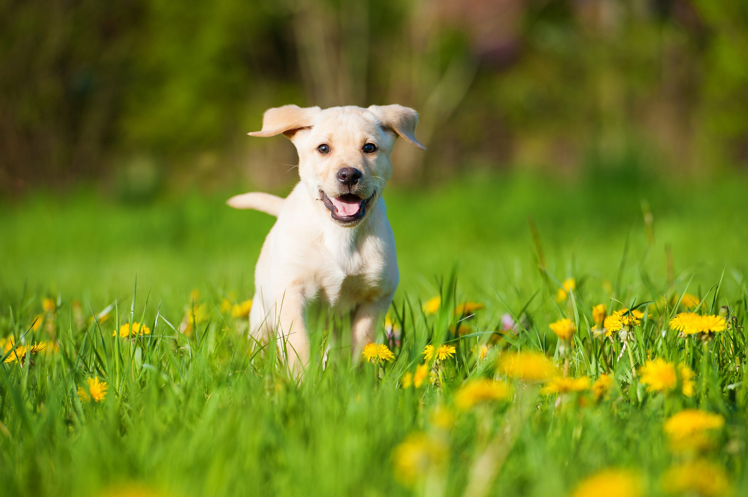 Why is puppy food so important?