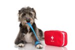 How do I transport my dog in an emergency?
