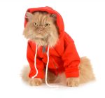Cats and Clothes – The pros and cons 