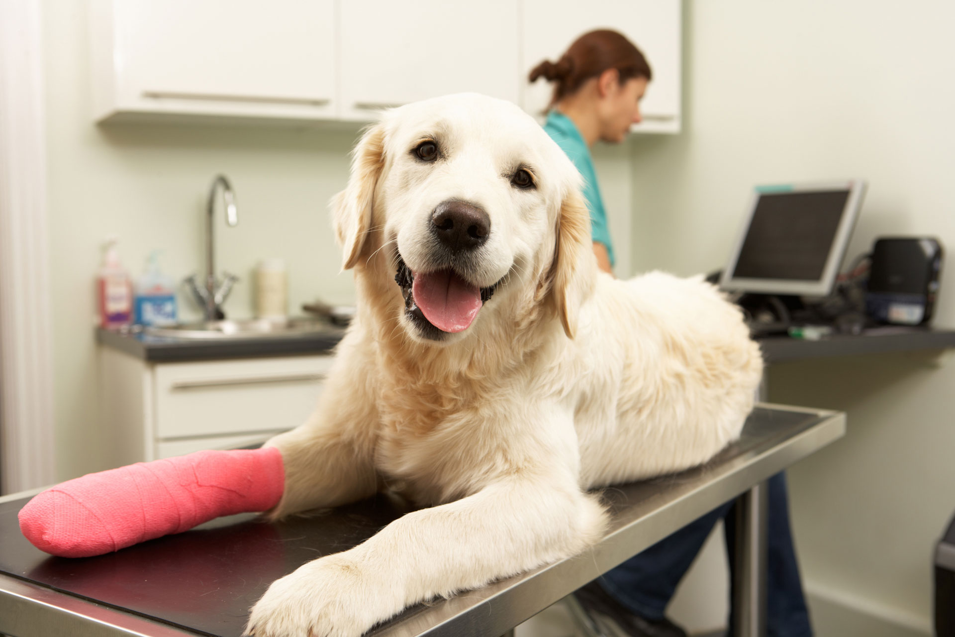 Pet Clinic Services