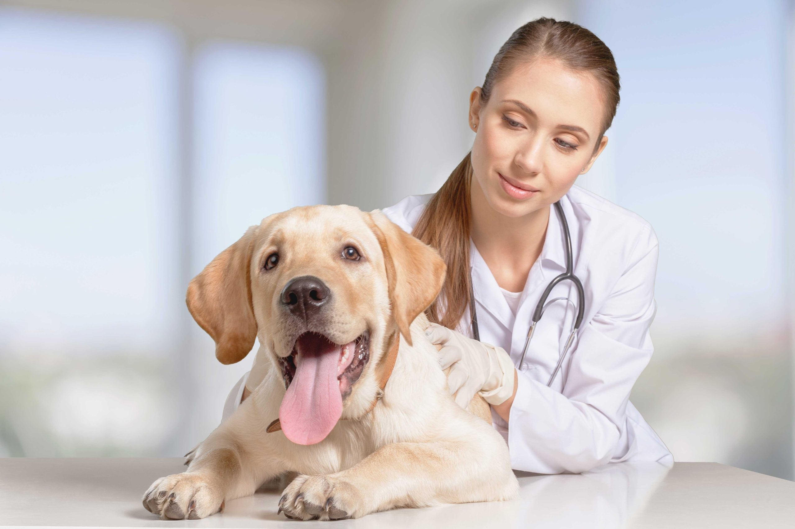 Cost of Living – Pet Care