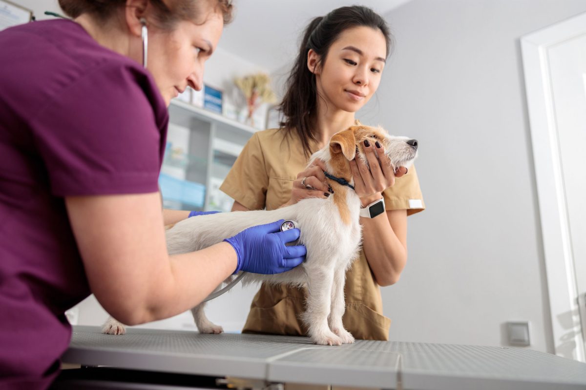 Veterinary Communications Online