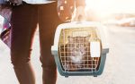 How do I transport my cat in an emergency?
