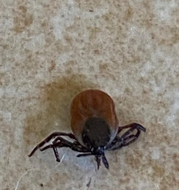 Removing a Tick The Vet Connection