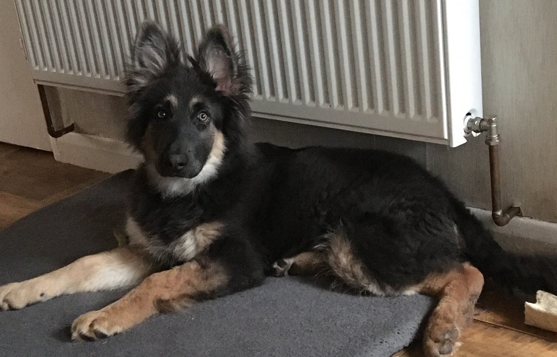 Are German Shepherds Allowed On Military Bases